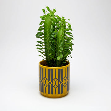 Magpie x Hornsea Planty Medium - Geo Chartreuse