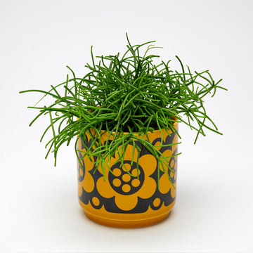 Magpie x Hornsea Planty Small - Geo Flower Yellow